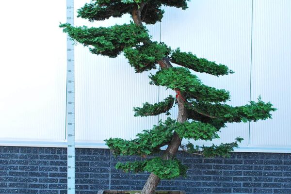 Chamaecyparis-obtusa_BONSAI-250-CONT_2475791