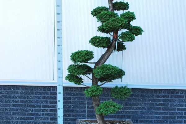 Chamaecyparis-obtusa_BONSAI-250-CONT_2475823.1