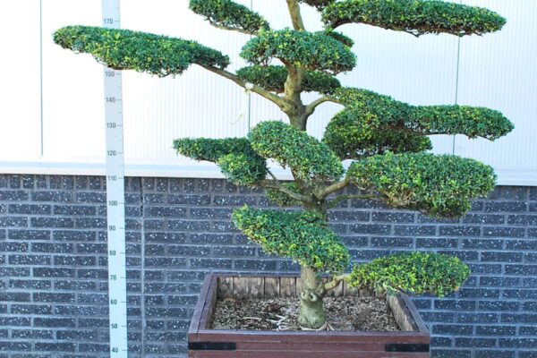 Ilex-cre.-Kin-Me_BONSAI-175-200-CONT_2094221