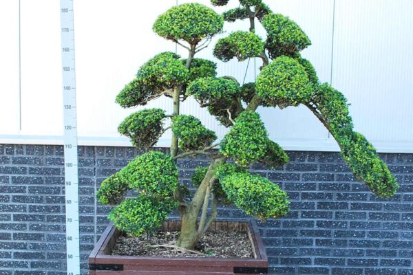 Ilex-cre.-Kin-Me_BONSAI-175-200-CONT_2094231