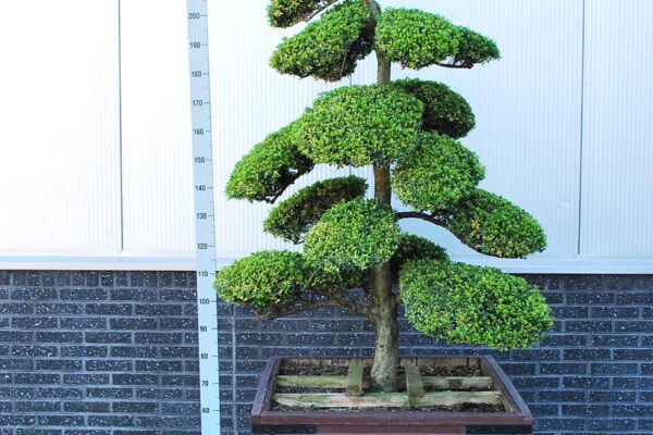 Ilex-cre.-Kin-Me_BONSAI-175-200-CONT_2440411