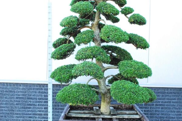 Ilex-cre.-Kin-Me_BONSAI-200-250-CONT_2194861