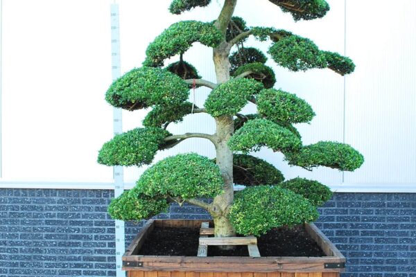 Ilex-cre.-Kin-Me_BONSAI-250-300-CONT_2094311