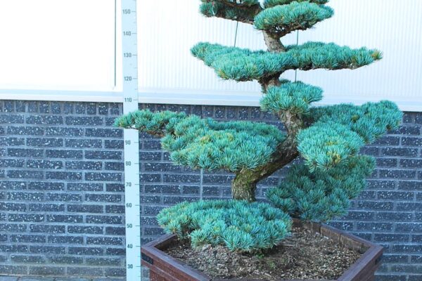 Pinus-parv.-Glauca_BONSAI-150-175-CM_2194911