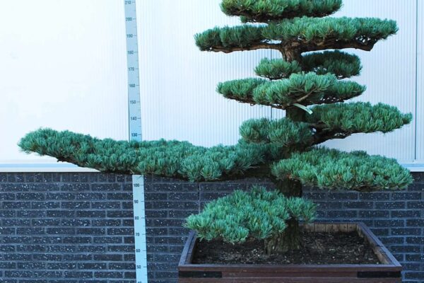 Pinus-parv.-Glauca_BONSAI-150-200-CONT_2010521