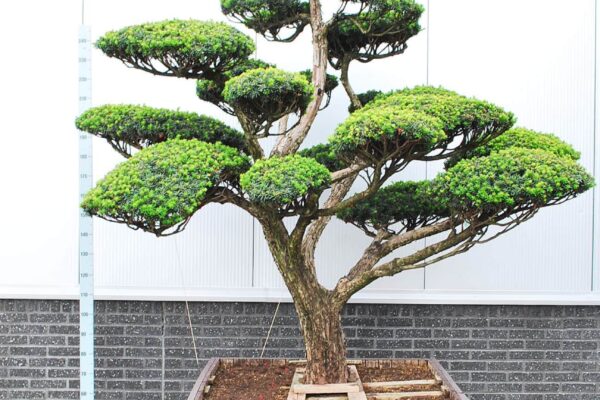 Taxus-cuspidata-nana_BONSAI-200-300-CONT_2014071