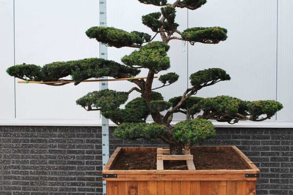 Taxus-cuspidata_BONSAI-175-200-CONT_2094361