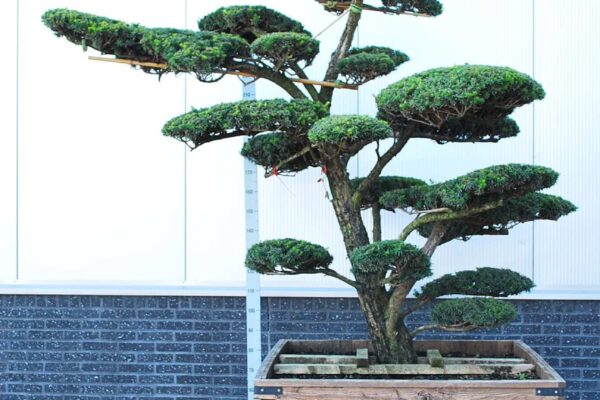 Taxus-cuspidata_BONSAI-200-250-CONT_2194881